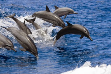 Toxic Algae Blooms Linked To Alzheimer’s-Like Brain Changes In Dolphins